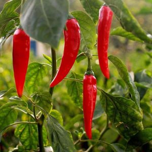 Capsicum annuum — cayenne pepper