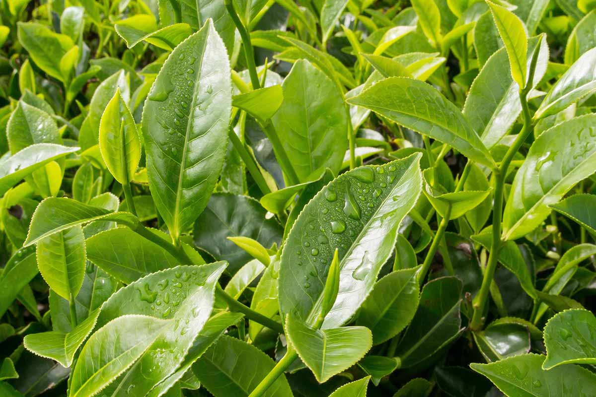 Camellia sinensis — green tea leaf