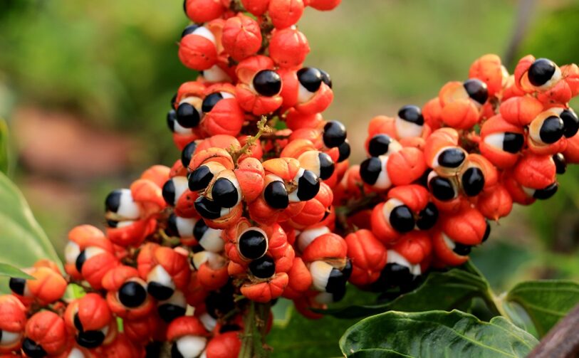 Paullinia cupana — guarana seed